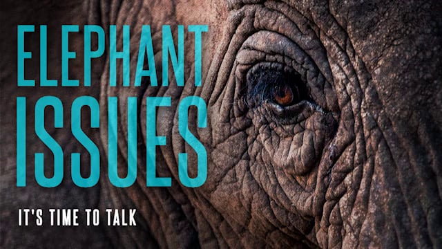 Elephant Issues – Session 4